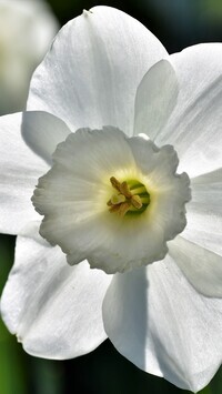Oryginalny obrazek