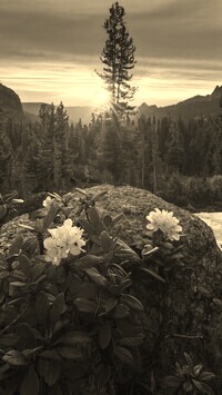 Sepia