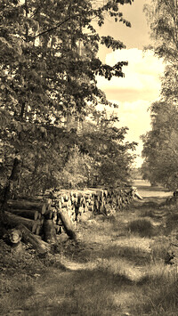 Sepia