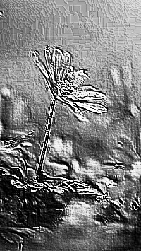 Skamielina