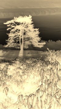 Sepia + Negatyw
