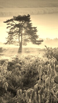 Szary + Sepia