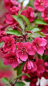 Oryginalny obrazek