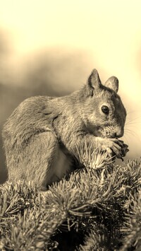 Szary + Sepia