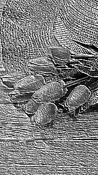 Skamielina