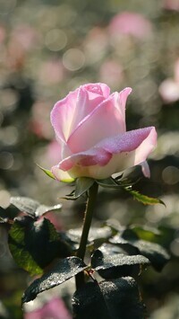 Oryginalny obrazek
