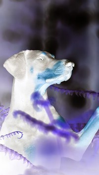 Negatyw