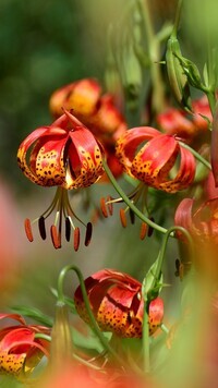 Oryginalny obrazek