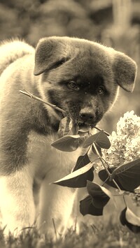 Szary + Sepia