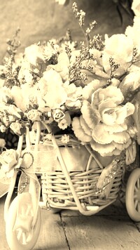Szary + Sepia