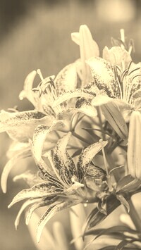 Szary + Sepia