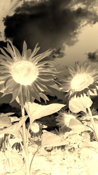 Sepia + Negatyw