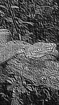 Skamielina