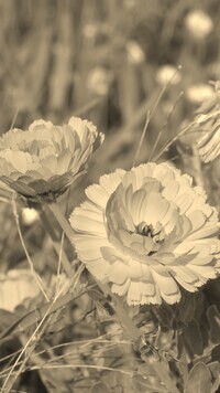 Szary + Sepia
