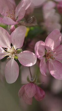 Oryginalny obrazek