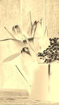 Sepia + Negatyw