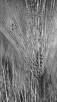 Skamielina
