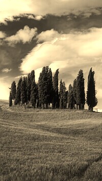 Szary + Sepia