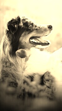 Szary + Sepia
