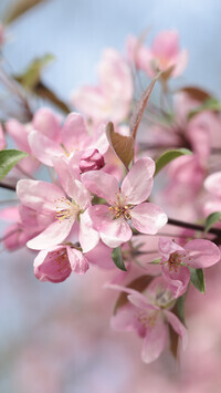 Oryginalny obrazek