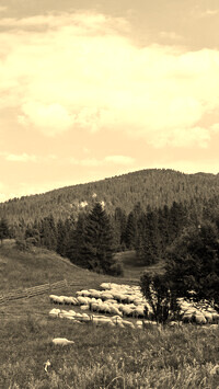 Sepia