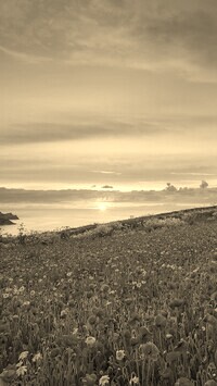 Sepia