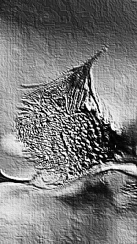 Skamielina