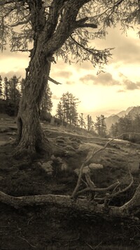 Szary + Sepia