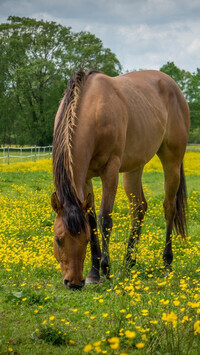 Oryginalny obrazek