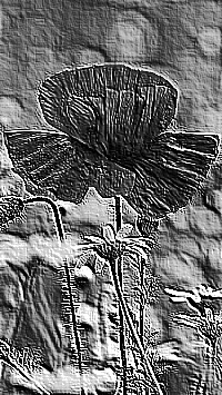 Skamielina