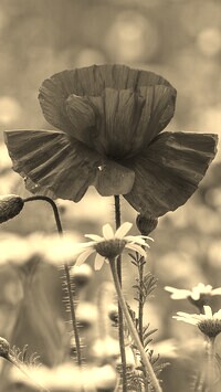Szary + Sepia