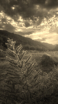 Szary + Sepia