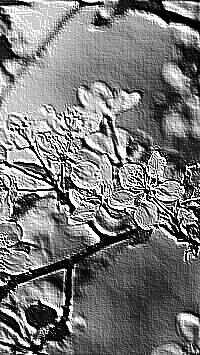Skamielina