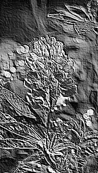 Skamielina