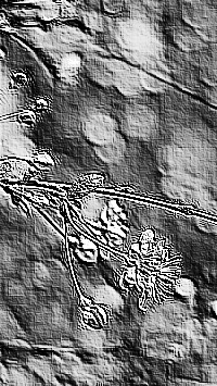 Skamielina