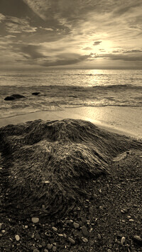 Sepia