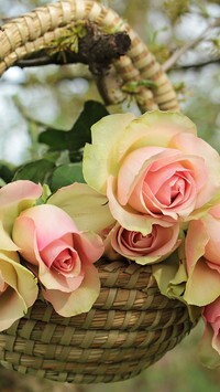 Oryginalny obrazek