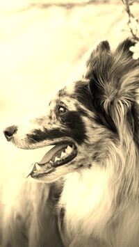 Szary + Sepia