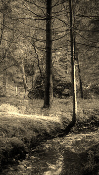 Szary + Sepia