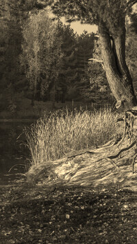 Szary + Sepia