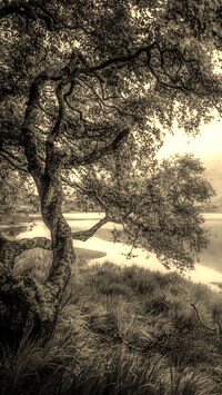 Sepia