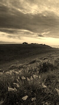 Szary + Sepia