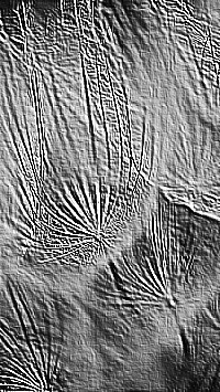 Skamielina