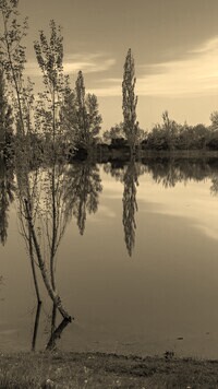 Sepia