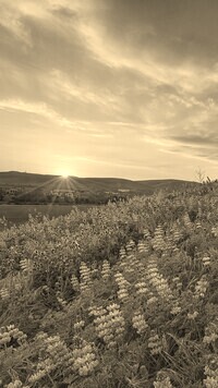 Sepia