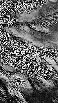 Skamielina