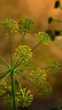 Oryginalny obrazek