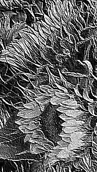 Skamielina