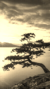 Sepia