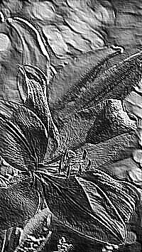 Skamielina